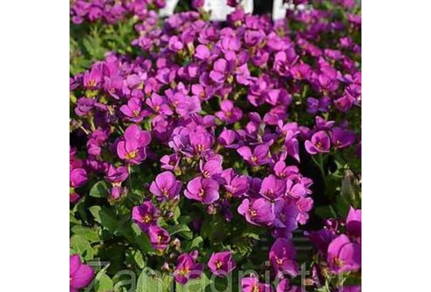 Plante perene de talie mică