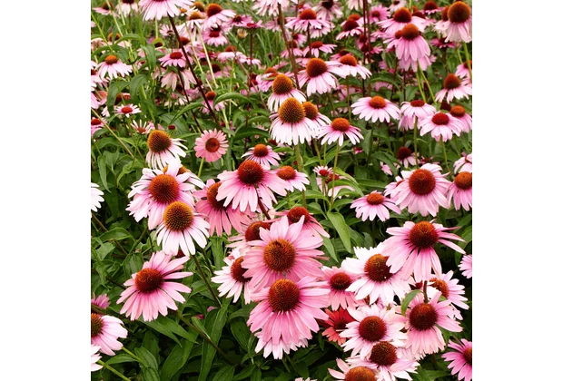 Plante iubitoare de soare