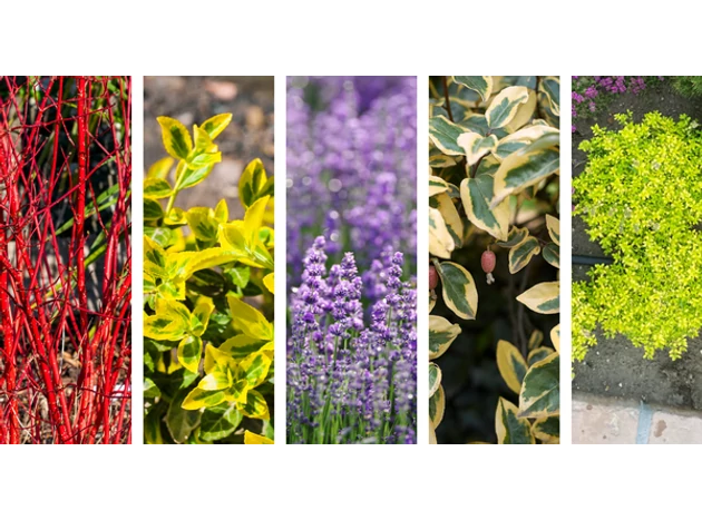 5 plante, care îți vor decora grădina și iarna