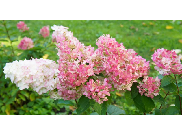 Când și cum ar trebui să tund hortensia?