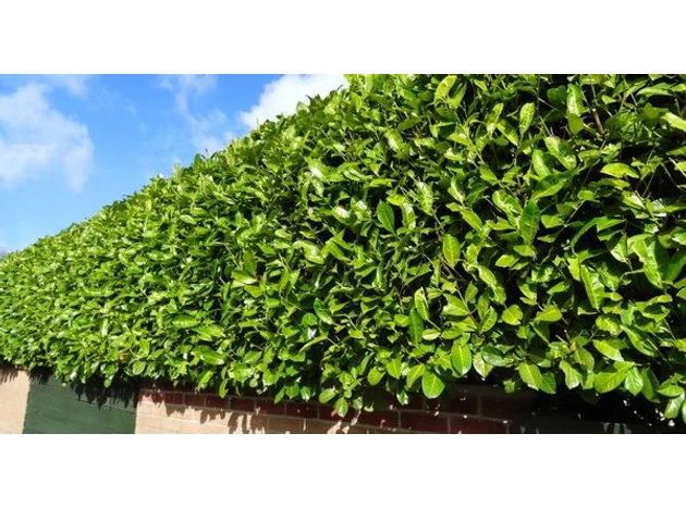 Ce ar trebui să știi despre arbuștul ornamnetal laur (Prunus laurocerasus)?