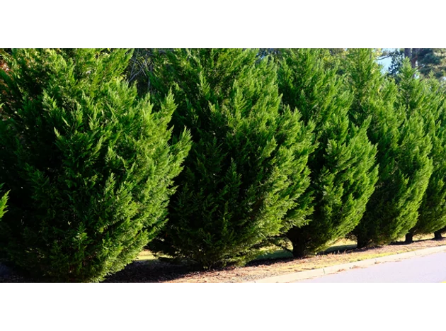 Este într-adevăr o idee bună să plantezi chiparos Leyland în loc de tuia?
