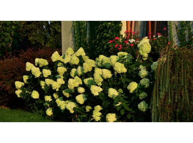 Fă cunoștință cu hortensia Limelight!