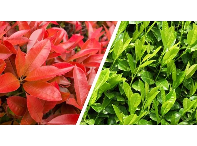 Să aleg un gard viu de laur sau photinia? 