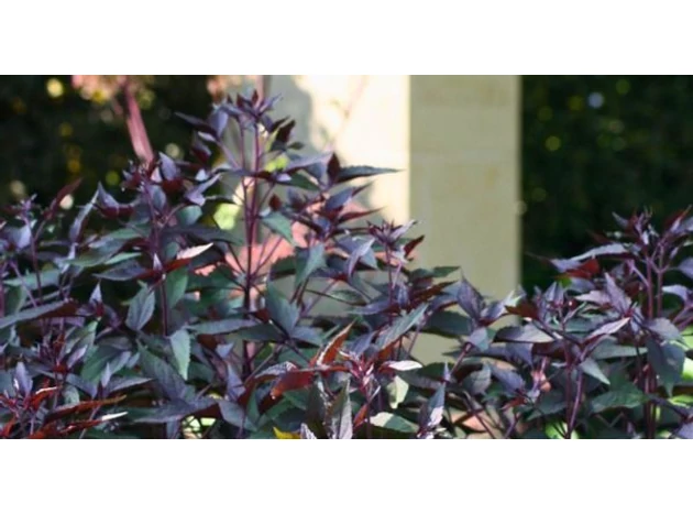 Ai auzit deja despre salvia indiană?