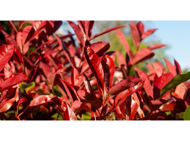 Cele mai populare soiuri de Photinia