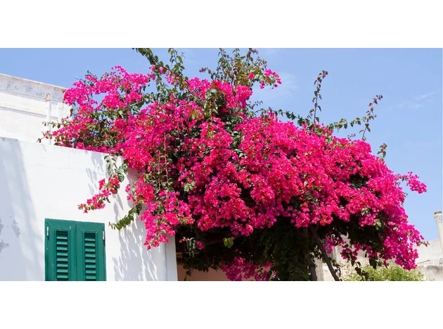 Creează o atmosferă mediteraneană în grădina ta!