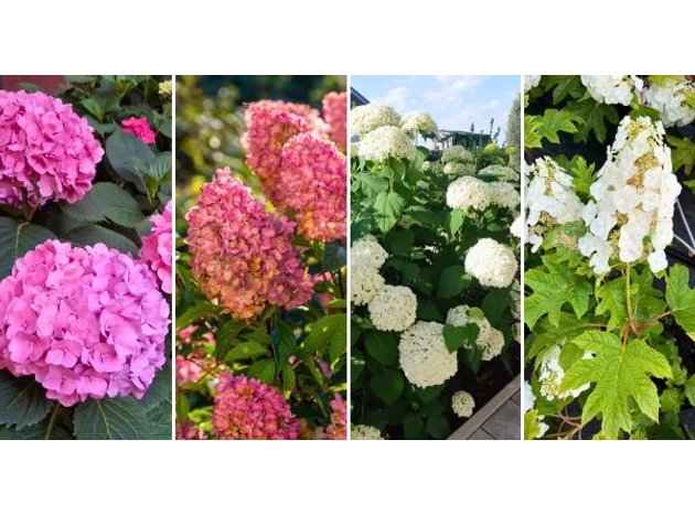 Cum alegi hortensia potrivită pentru grădina ta?