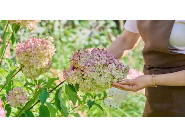 De ce nu înflorește hortensia?