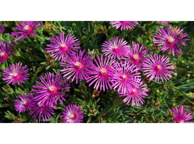 Delosperma cooperi – Floarea de cristal, care înseninează vara