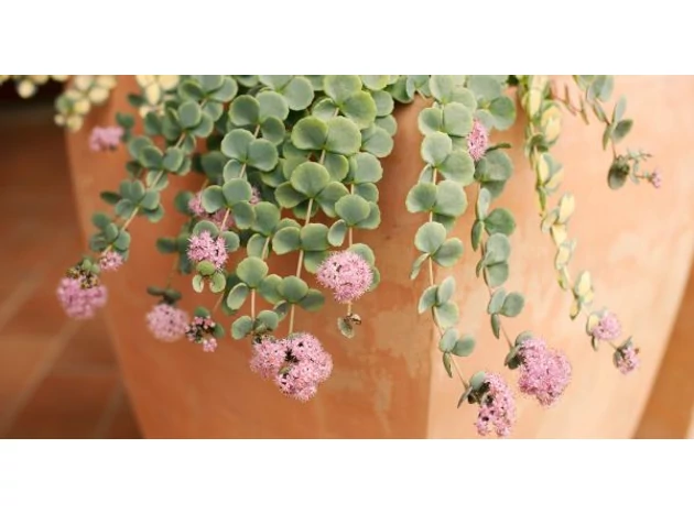 Frumusețea de toamnă a grădinii: planta Sedum sieboldii