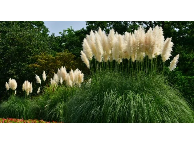Iarba de pampas - Frumusețe naturală și eleganță în grădină