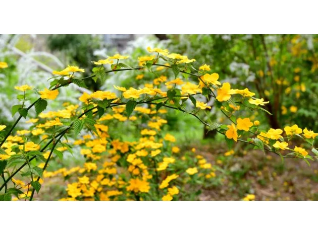Kerria japonica, un potop de flori în grădina de primăvară