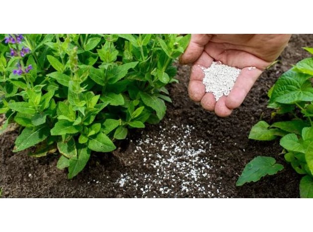 Necesarul de nutrienți la plante - când și cum administrăm? 