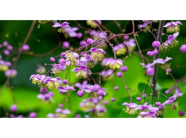 O frumusețe deosebită în grădină: Thalictrum delavayi