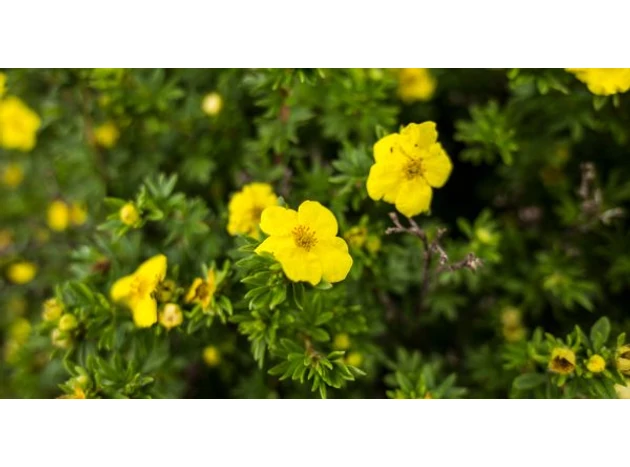 Cauți o plantă cu înflorire pe tot parcursul verii? Plantează Potentilla!
