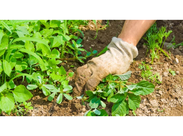 Plantează aceste plante, dacă nu îți place plivitul! 