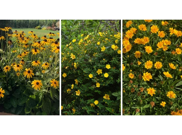 Înveselește-ți grădina – plantează flori galbene!