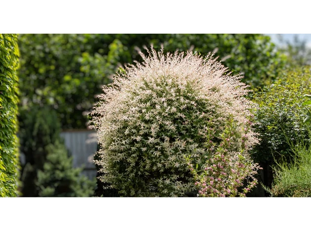 Salcia japoneză 'Hakuro Nishiki'