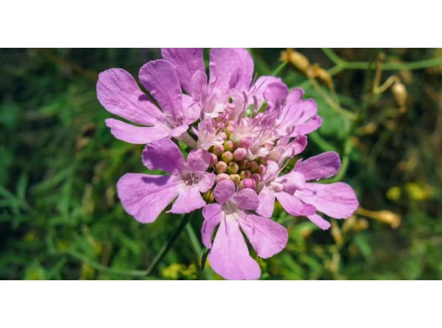 Scabiosa columbaria, o plantă perenă deosebită