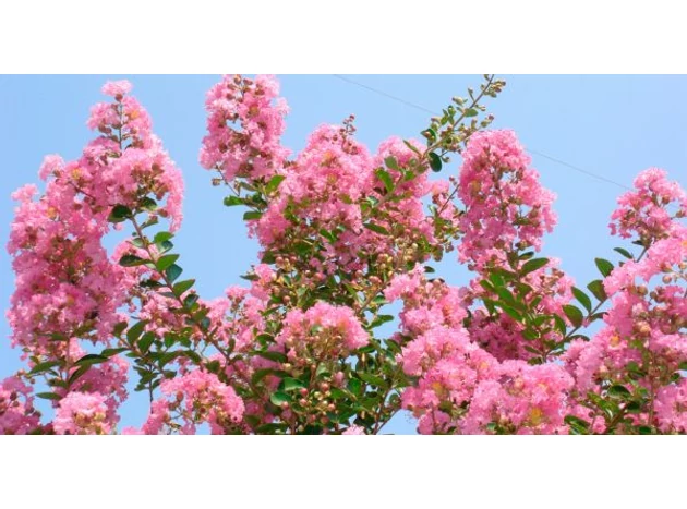 Secretul frumuseții Lagerstroemia indica: Importanța tăierii