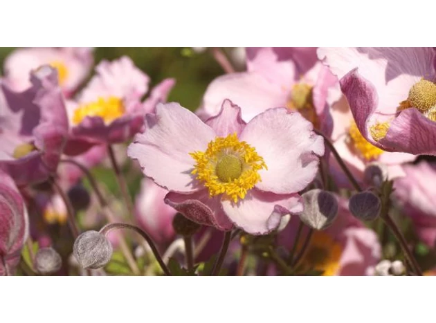 Și grădina ta și-a pierdut culorile până la sfârșitul verii? Plantează Anemone!
