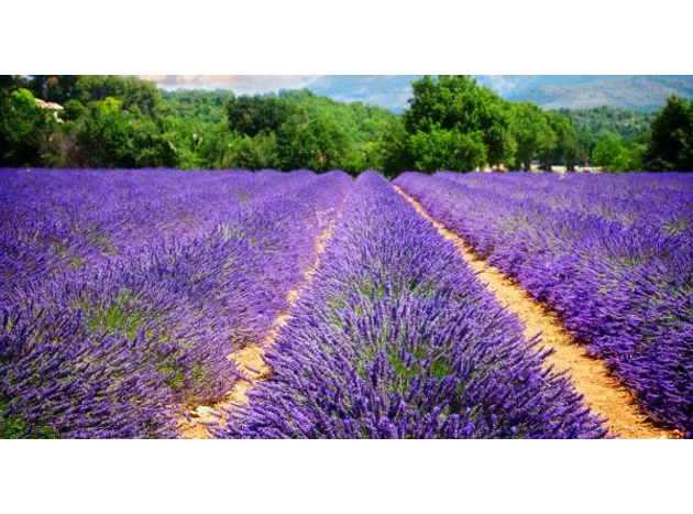 Tot ce trebuie să știi despre lavanda franceză