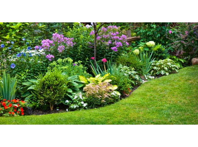Utilizarea plantelor perene în grădină