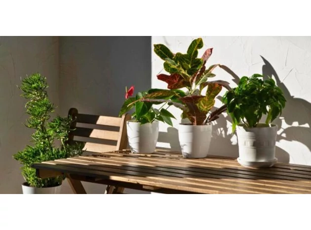 Viață pe balcon: cum să alegi plantele potrivite pentru balcon