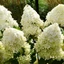 Hydrangea paniculata Phantom K3 - Hortensie paniculata