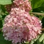 Hydrangea arborescens Candybelle Marshmallow CS9 - Hortensie arbustivă