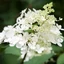 Hydrangea paniculata Confetti CS9 - Hortensie paniculată