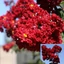 Lagerstroemia MIX CS9 - Liliac indian în culori mixte