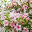 Weigela florida Variegata K2
