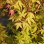 Acer palmatum Katsura - Arțar japonez auriu