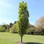 Carpinus betulus Fastigiata K5 - Carpen columnar