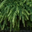 Lonicera nitida Maigrün CS9 - Caprifoi târâtor