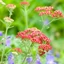 Achillea millefolium - Coada șoricelului cu flori roșii