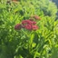 Achillea millefolium - Coada șoricelului cu flori roșii