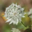 Astrantia major - Ștevie de munte cu flori albe