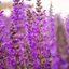 Salvia nemorosa Caradonna K2 - Salvie ornamentală