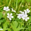 Geranium maculatum Album CS15 - Ciocul berzei
