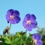 Geranium Rozanne - Ciocul berzei