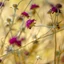 Knautia macedonica