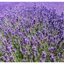 Lavandula angustifolia Hidcote - Lavandă