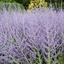 Perovskia atriplicifolia CS14 - Salvie rusească