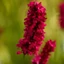 Persicaria sp. - Persicaria roșie
