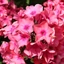 Phlox paniculata Sweet Summer Dream CS14 - Brumărele înalte cu flori roz