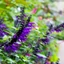 Salvia Amistad