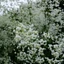Thalictrum delavayi Splendide White
